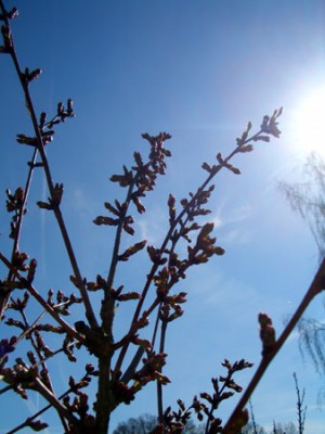 sonne.jpg