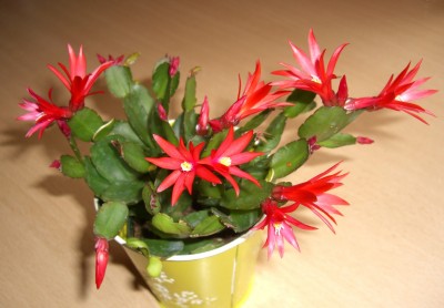 CIMG2636 - Kopie.JPG