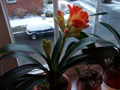 Clivie mit Blüte.jpg