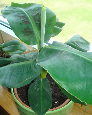 acuminata_2.jpg