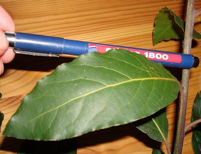 31.03.2008 Laurus nobilis1.jpg