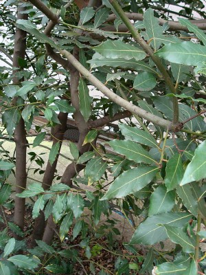 31.03.2008 Laurus nobilis2.jpg