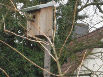 Meise aam Kasten.jpg