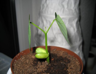 Korallenstrauch schläft.JPG