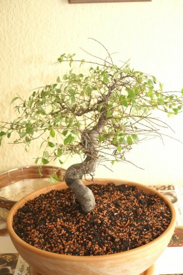 Baum in neuer Schale.JPG