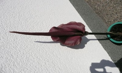 k-P1000410.JPG