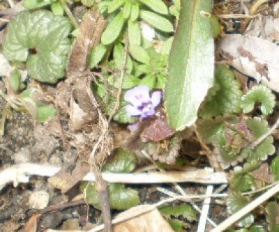 unbekanntes Mini-Blümchen.JPG