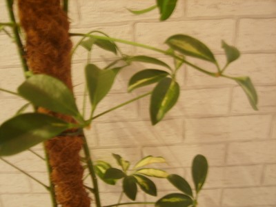 S8001959.JPG