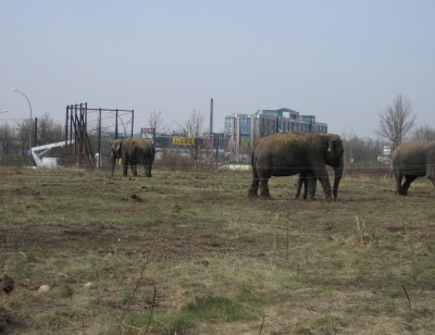 elefant 4.JPG