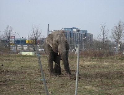 elefant 3.JPG