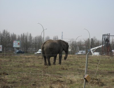 elefant 1.JPG