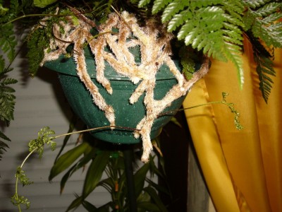 Puschelfarn 001.jpg