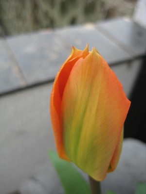 Img_1636.jpg
