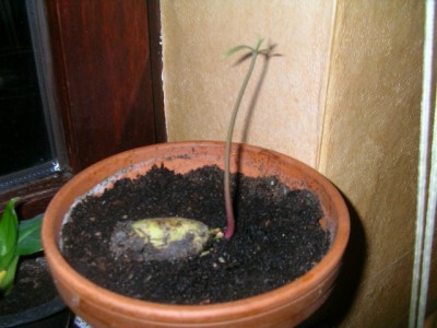 SANY0009.JPG