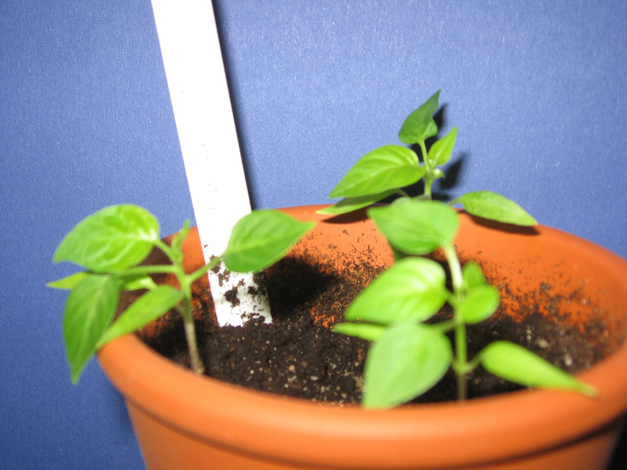 chili werden einfach nicht größer!^^ · Samen & Anzucht & Vermehrung ·  GREEN24 Pflanzen & Garten Forum