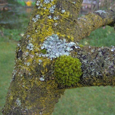 Flechte_auf_Sauerkirsche_03-04-08-321.JPG