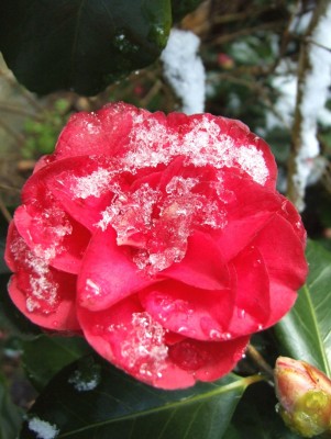 DSCF1703.JPG