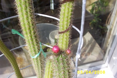 Green2_1238.JPG