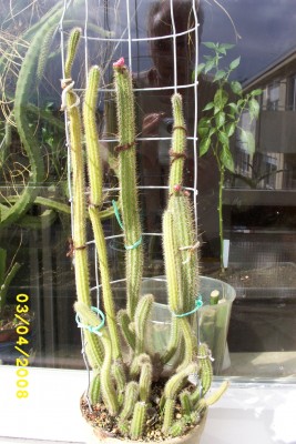 Green2_1241.JPG