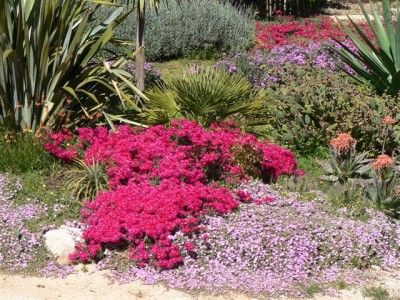 Horsts Pflanzen 148.jpg