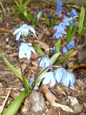 Scilla.JPG