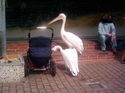 pelikan jaderberg.jpg