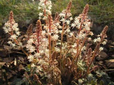 tiarella.JPG