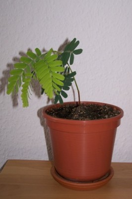 bonsai_tamarinde_1.jpg