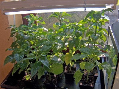 green-chili.jpg