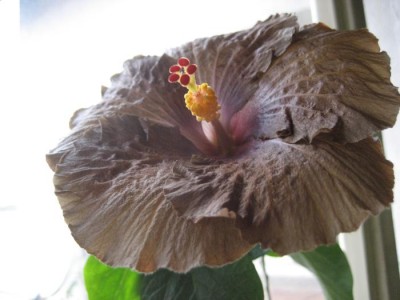 Hibi Wallflower vorne.JPG