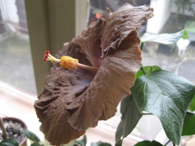 Hibi Wallflower seite.JPG