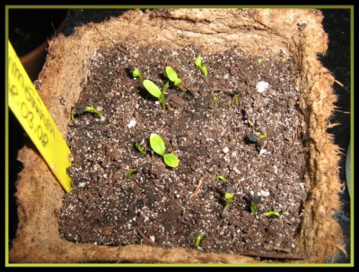 03.04.2008 Jungfern im Grünen.JPG