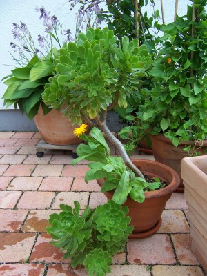 06.07.2007 14-14-38_0183.jpg