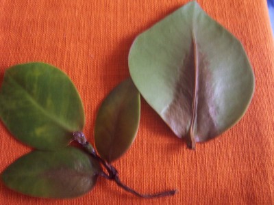 clusia 028.jpg