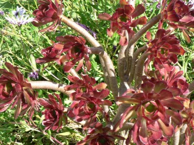 Horsts Pflanzen 149.jpg