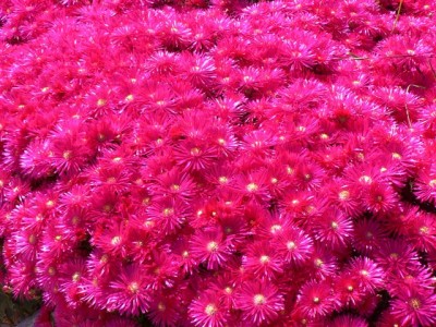 Horsts Pflanzen 153.jpg