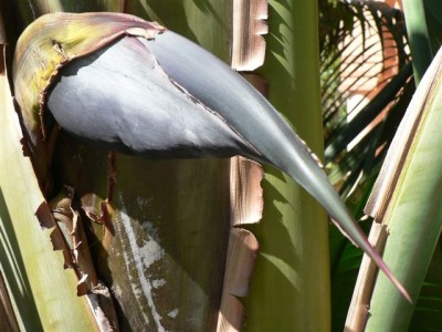 Horsts Pflanzen 159.jpg