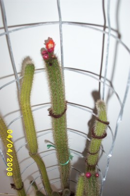 Green2_1254.JPG
