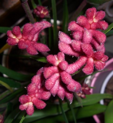 Kangaroo Paw - Kopie.JPG