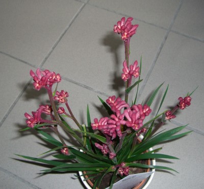 CIMG2641 - Kopie.JPG