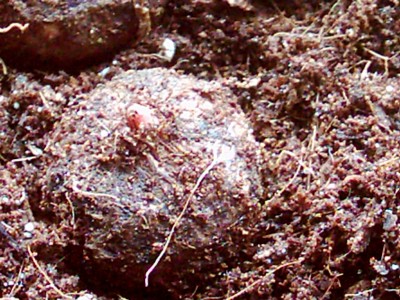 Armorphallus Conjac 001.jpg