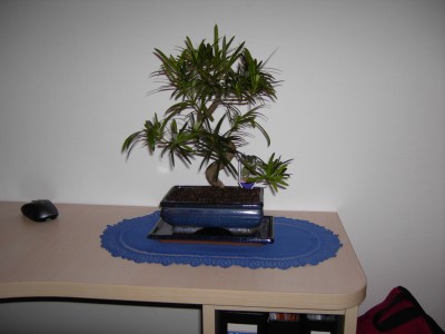 bonsai.jpg