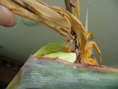 Knubbel 0504 andere Seite.jpg