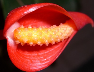 CIMG2647 - Kopie.JPG