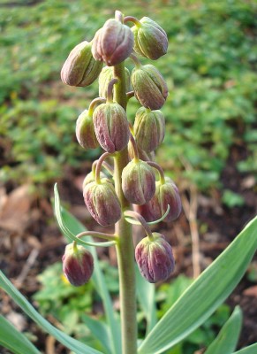 01.04.2008 fritillaria persica.jpg