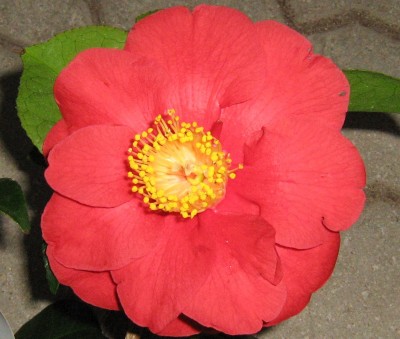 Camelienblüte.jpg