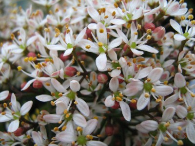 Skimia japonica.jpg