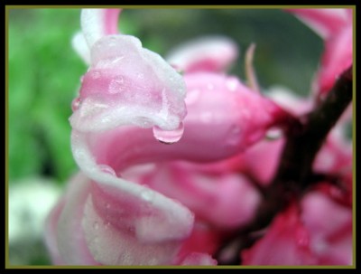 Hyazinthenblüten.JPG
