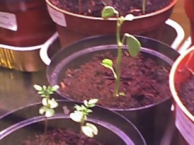 05-04-08_Jacaranda u. Orchideenbaum.jpg