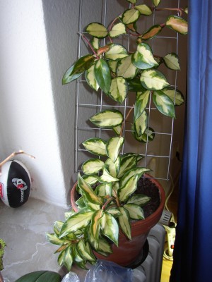 P1010250.JPG